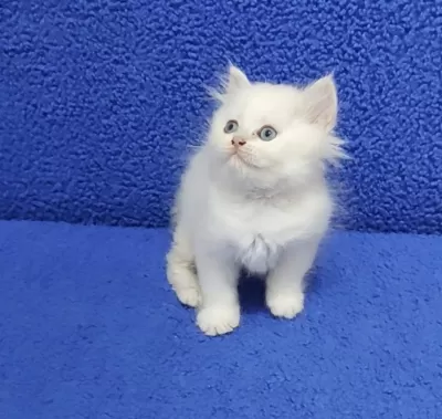 Long Hair Mavi Boncuk Silver Yavrumuz Teslime Hazırdır