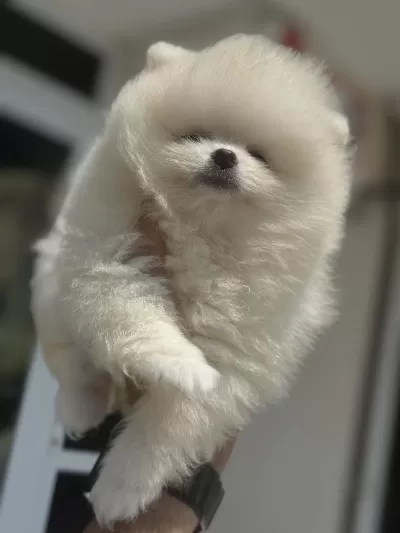 Show Kalite Pomeranian Boo Yavrularımız