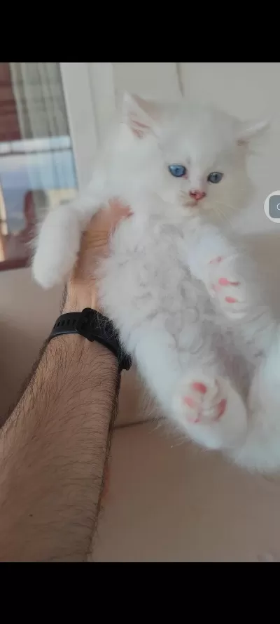 British Longhair Kedisi