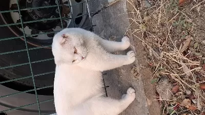Ücretsiz Olarak Teslim Edilecek Kediler