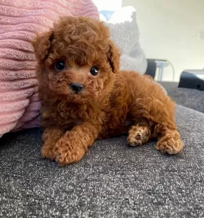 İrk Garantili Toy Poodle