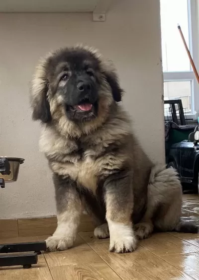 Orta Asya Çoban Köpeği