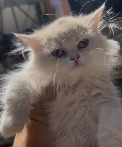 Cy12 British Longhair Erkek Bebek