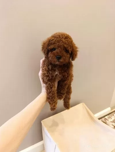 Sağlıklı A Kalite Toy Poodle