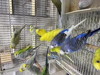 Renk Renk Sağlıklı Eşe Atmalık Muhabbet Kuşları