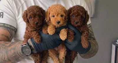 Kıvırcık Enerji Küpü Toy Poodle Yavruları