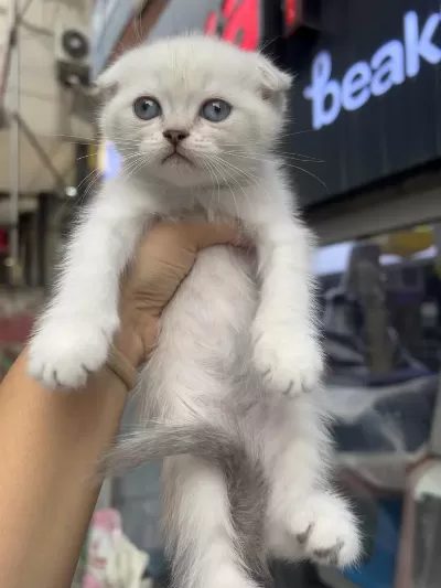 Scottish Fold Erkek Kardeşler
