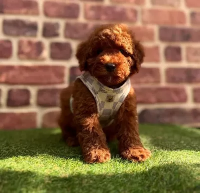 Karamel Tonlu İpeksi Tüylü Mini Toy Poodle Safkan Ev Arkadaşınız
