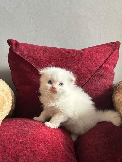 Beyaz Mavi Gözlü Scottish Fold Bebekler