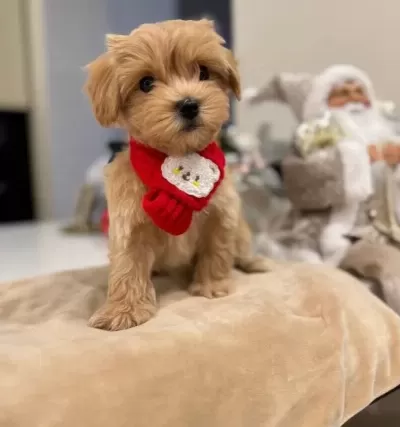 Malti̇poo Ci̇nsi̇ Yavrular