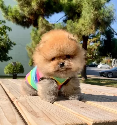 Pomeranian Boo Safkan Secereli Irk Garantili Mini Yavrumuz