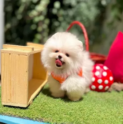 Ayı Surat Safkan Pomeranian Aile Bekliyor