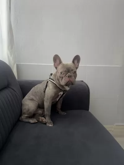 French Bulldog 9 Aylık Erkek