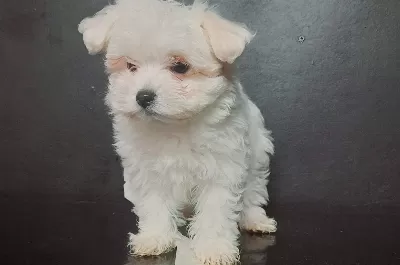 Teacup Maltese Bebekler