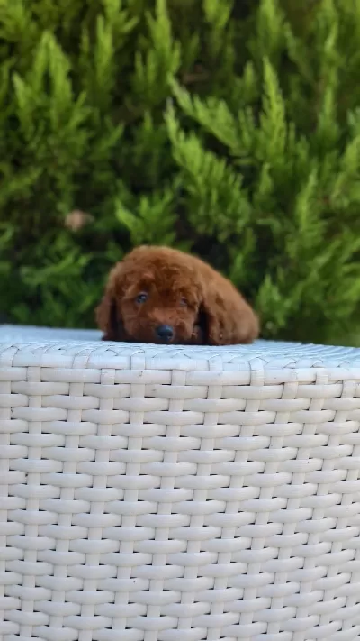 Antalya Kaliteli Poodle (her İle Gönderim Yapılır)