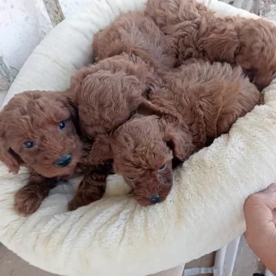 Kore Kan Red Brown Poodle Yavrular