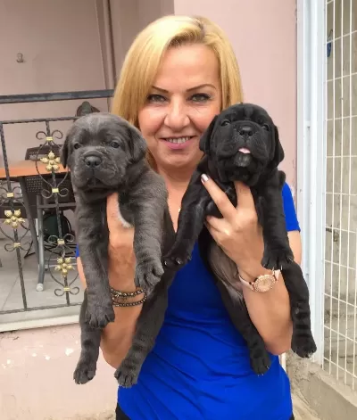 Mükemmel A Kalite Cane Corso Yavrularımız