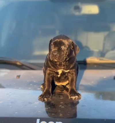 İri̇ Kafa Cane Corso Yavrularim