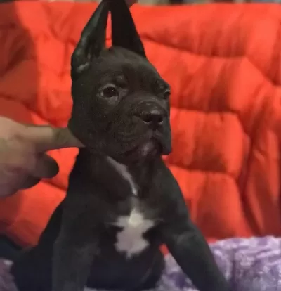Cane Corso Bebekler Siyah Blue