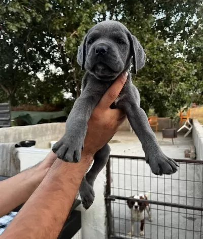 Blue Cane Corso Bebekleri̇m