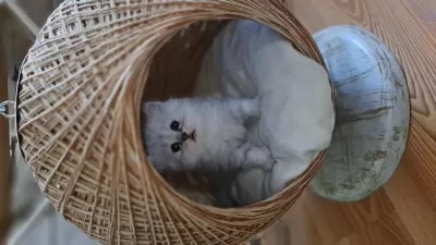 British Longhair Erkek