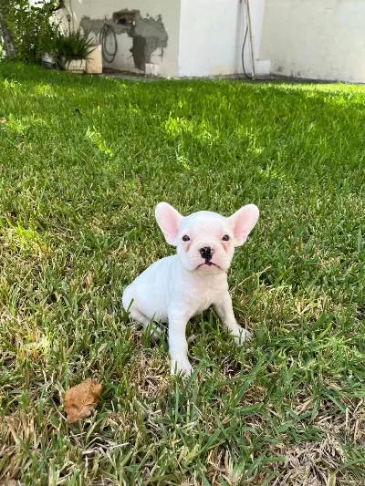 Kalite Tesadüf Değildir French Bulldog Yavrularımız