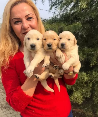 Irk Garantili Mükemmel Golden Retriever Yavrularımız