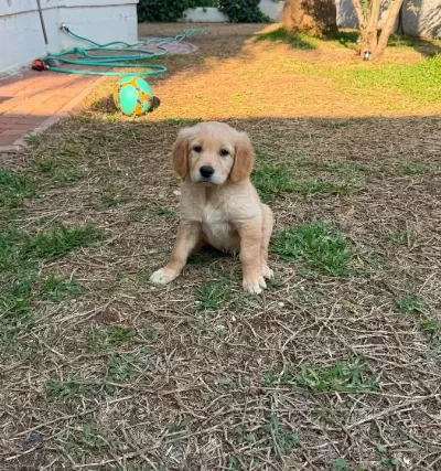 Golden Yavrular Von Alp Petshop Garanti̇si̇ İle