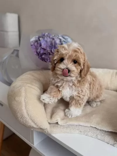 Kg Garantili Maltipoo Yavrularımız