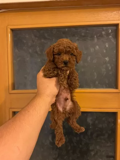 Toy Poodle Yavrularimiz