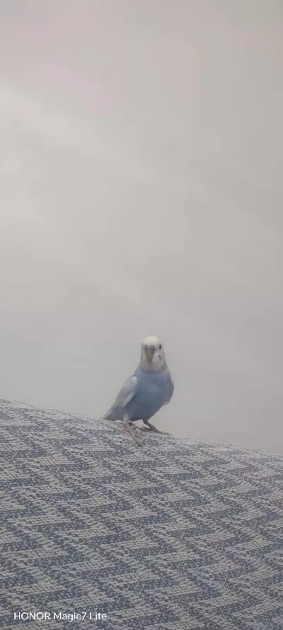 6 Aylık Erkek Ful Evcil Muhabbet Kuşu