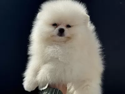 Petmode Köpek Çiftliğinden Pomeranian Yavrular