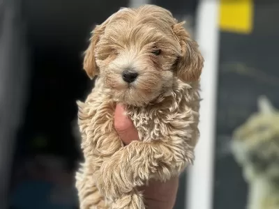Petmode Köpek Çiftliğinden Kore Maltipoo