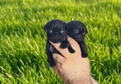 Dişi Erkek Pugmops Yavrularımız