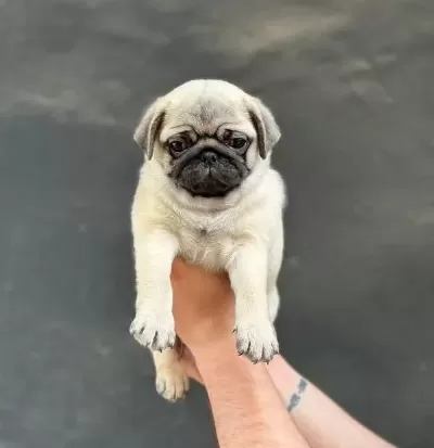 Üst Kalite Pug Mops Bebekler