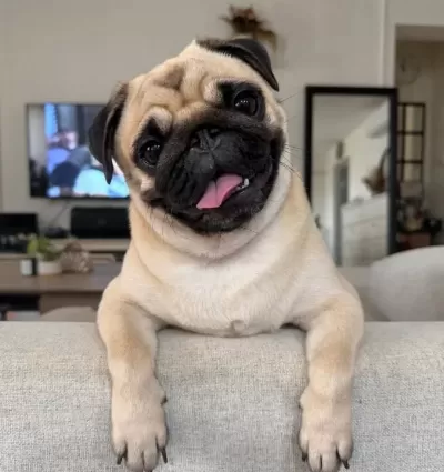 A Kalite Pug Mops Yavrular