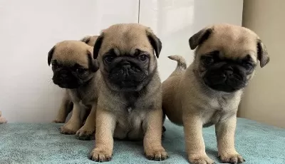 Şaşkin Bakişli Rifki Irk Ve Sağlik Garanti̇li̇ Pug