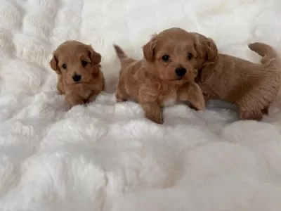 Maltipoo Yavrular Sağlikli Minikler
