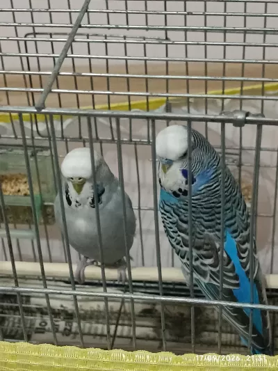 Jumbo Takımı Muhabbet Kuşlar