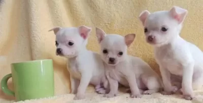 Teacup Chihuha Bebekler