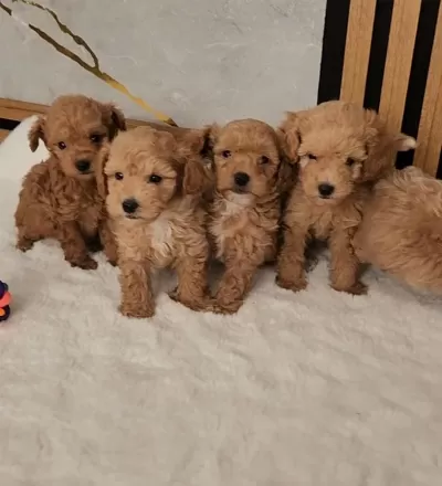 Maltipoo Yavrular Sağlik Kontrollü
