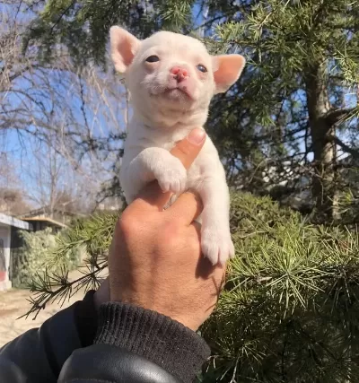 Miniş Sevimli Chihuahua Şivava Yavrularımız
