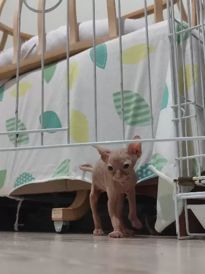 Sphynx Home Old Yavrular