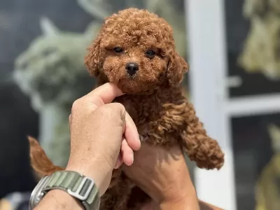 Petmode Köpek Çiftliğinde Ziyarete Açık Toy Poodle