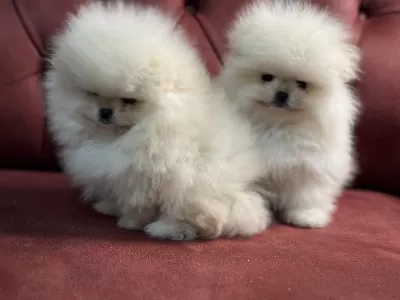 Ankaranın En Seçkin Pomeranian Boo Yavruları