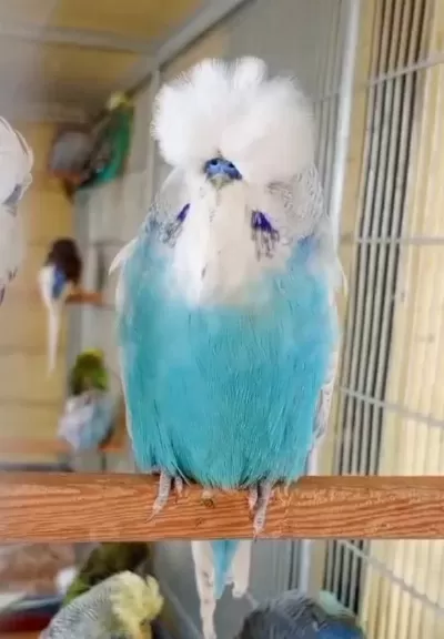 Show Jumbo Muhabbet Kuşları