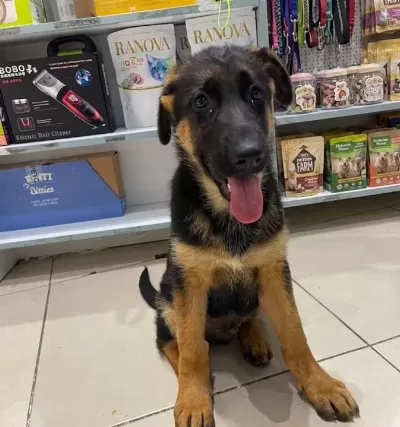 Vonalp Petshop Garanti̇si̇yle Sçrbelgeli̇ Alman Kurdu Yavrular