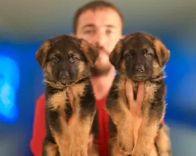 Birinci Sınıf Alman Çoban Köpeği Yavruları