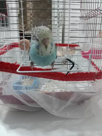 Jumbo Bebek Muhabbet Kuşu
