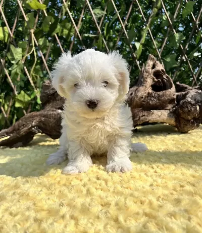 Kar Beyaz Maltese Terrier Yavrular